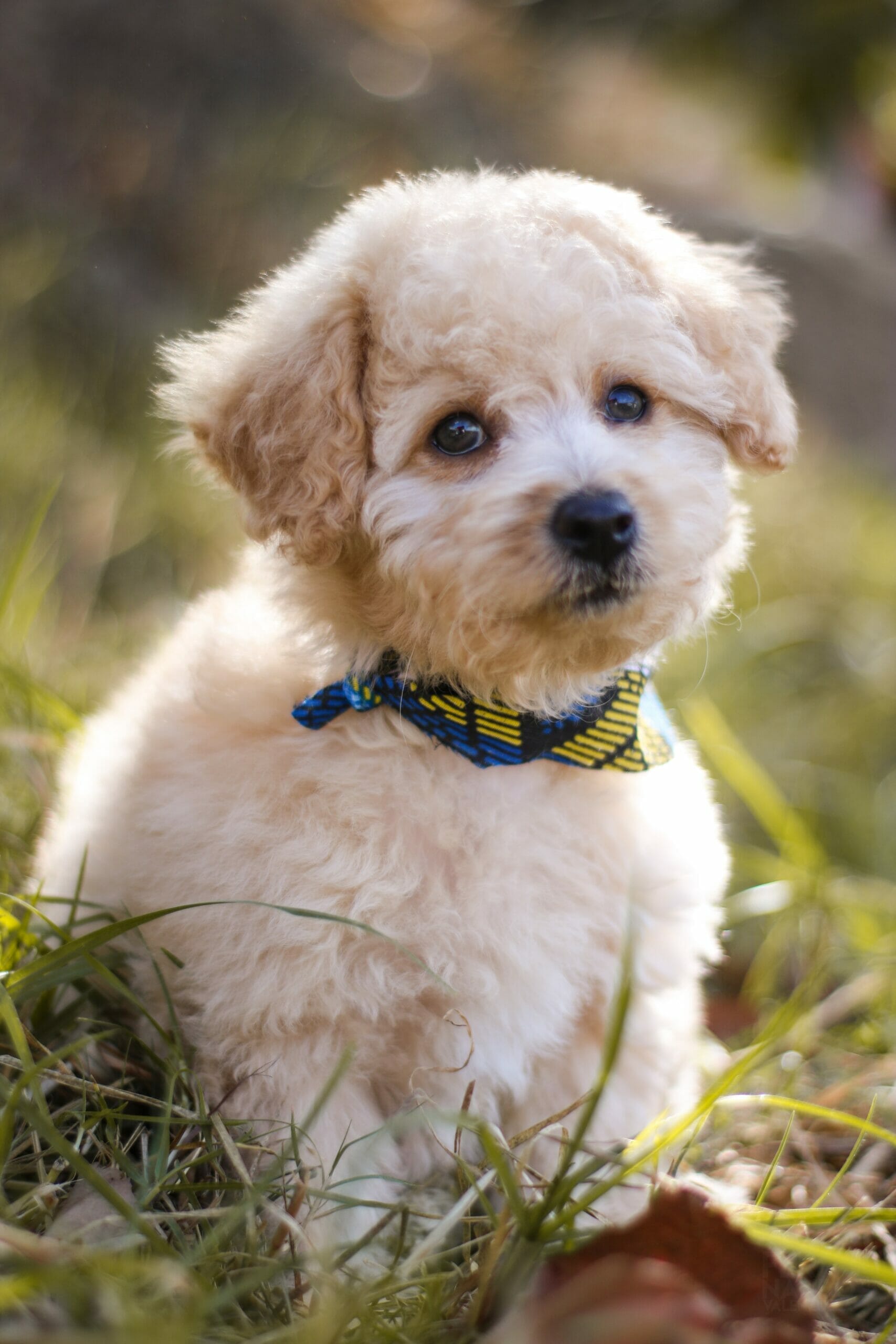 toy poodle - Students, Britannica Kids